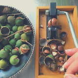 Bowl of macadamias in shell, hand on TJ's Nutcracker cracking a Macadamia.