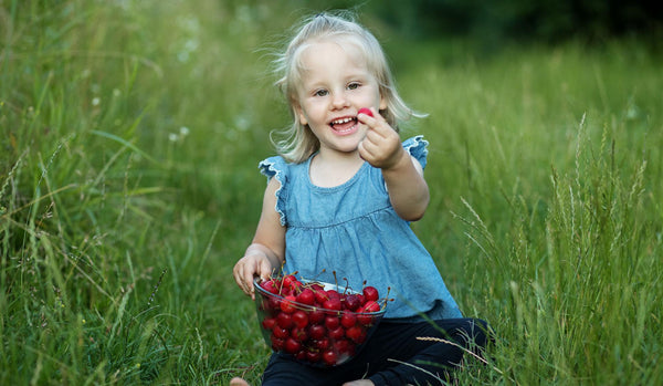Toddler snacking on cherries in a field