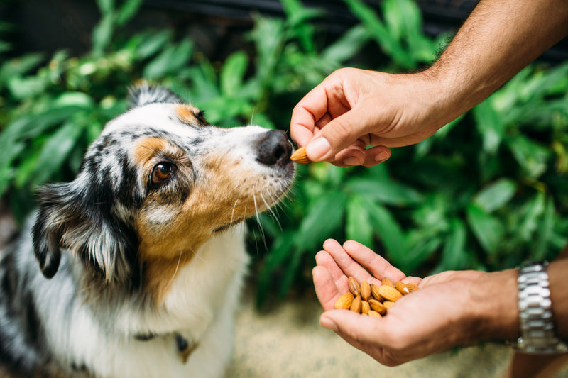 Australian Sheppard Dog being fed a single Insecticide Free Almond from palm full of raw almonds. 